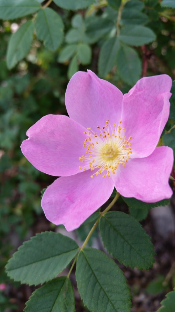 Alberta Wild Rose - rawberta