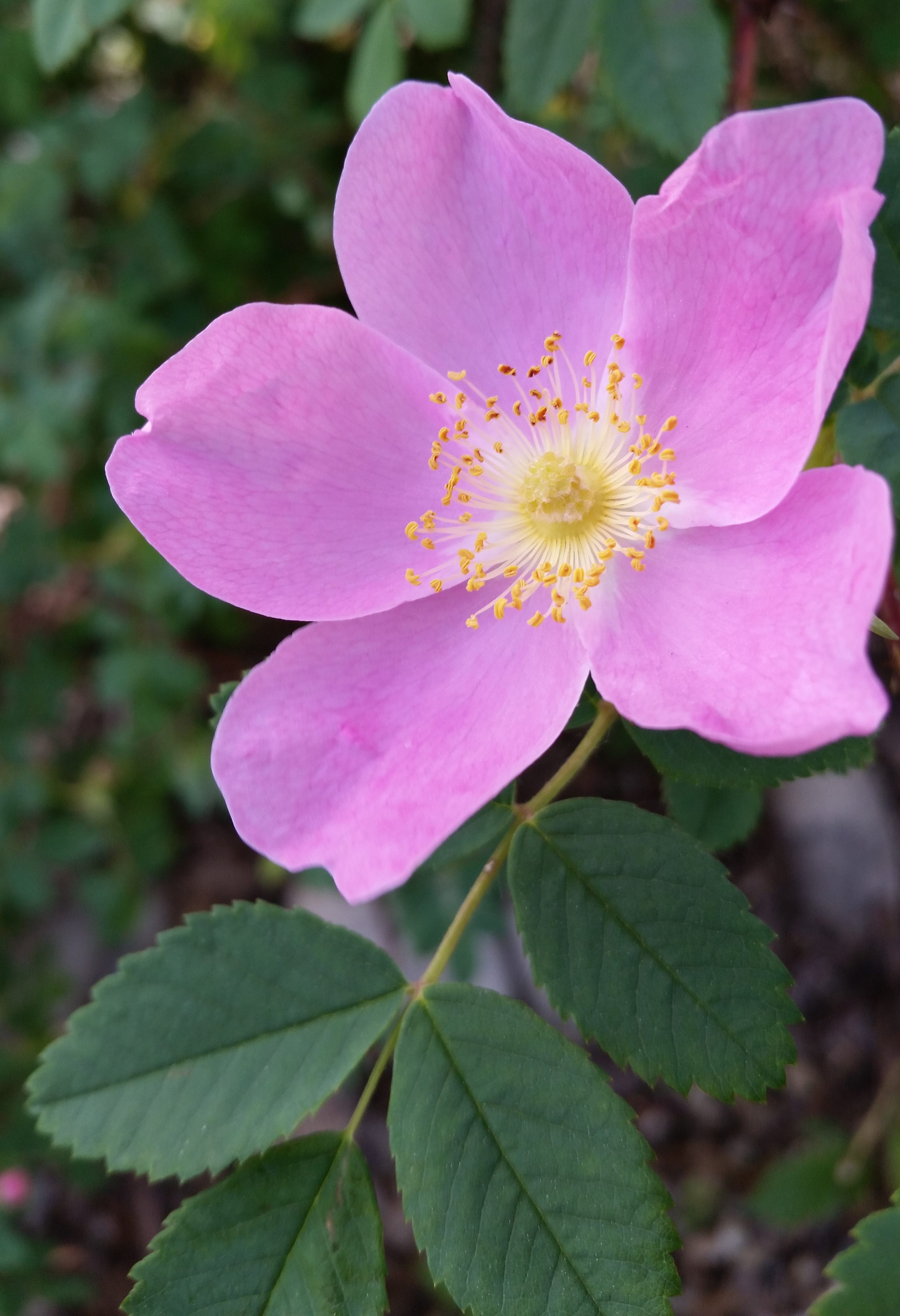 wild rose